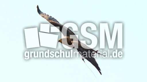 Schwarzmilan (1).jpg